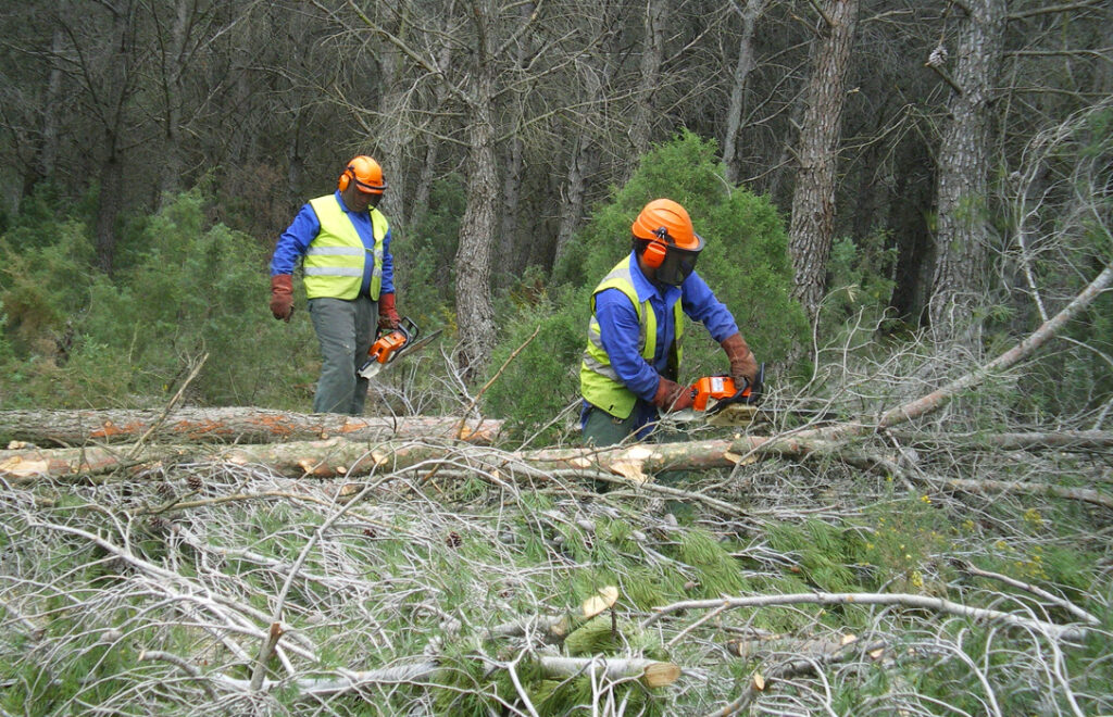 Trabajos forestales con maquinaria para limpieza y mantenimiento de terrenos